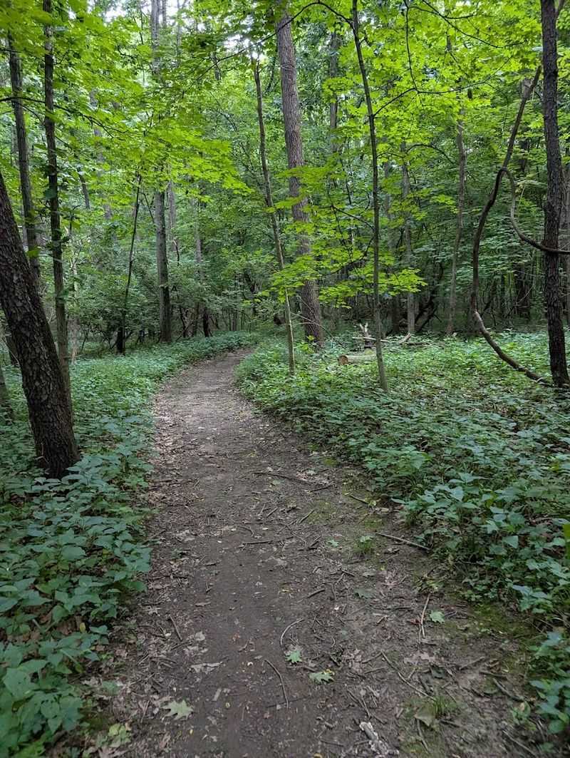 Rugged Hiking Trails Through Stunning Forests