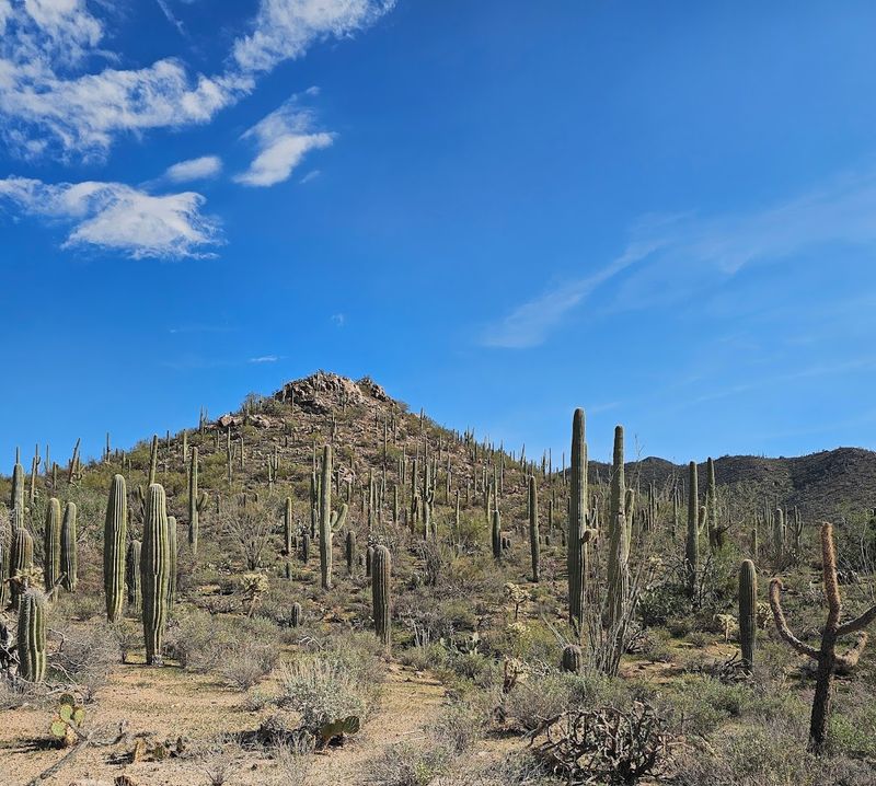 Saguaro National Park East Side - Tucson, Arizona