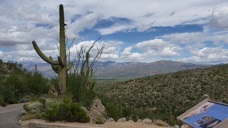 Saguaro National Park East - Tucson, Arizona