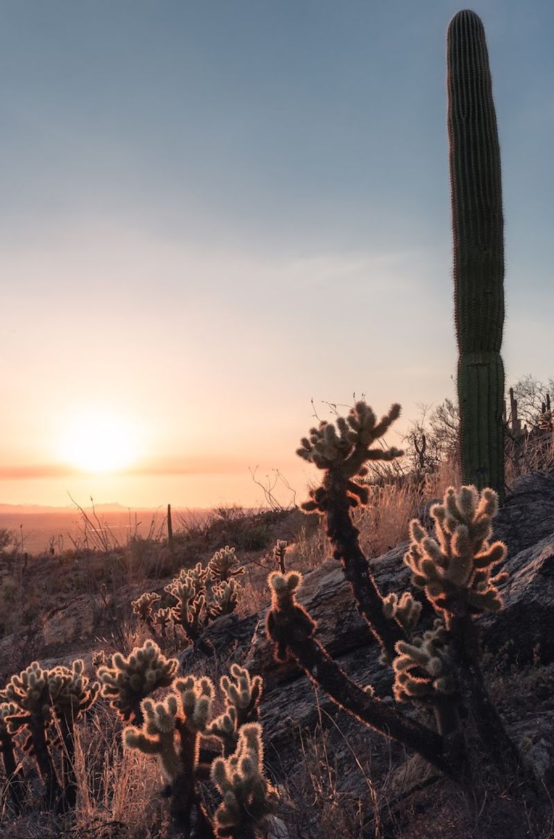 Saguaro National Park West - Tucson, Arizona