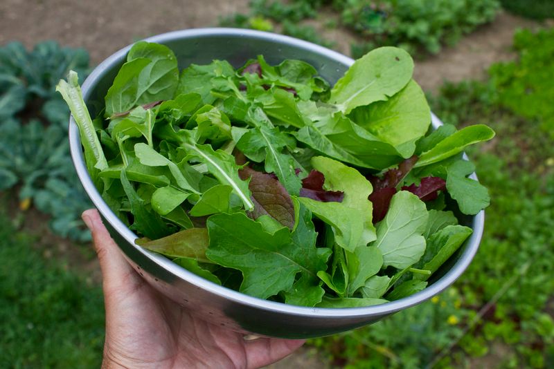 Salad greens