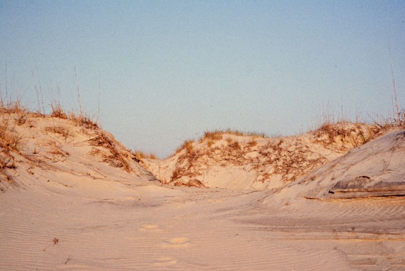 Sea Turtle Nesting Season