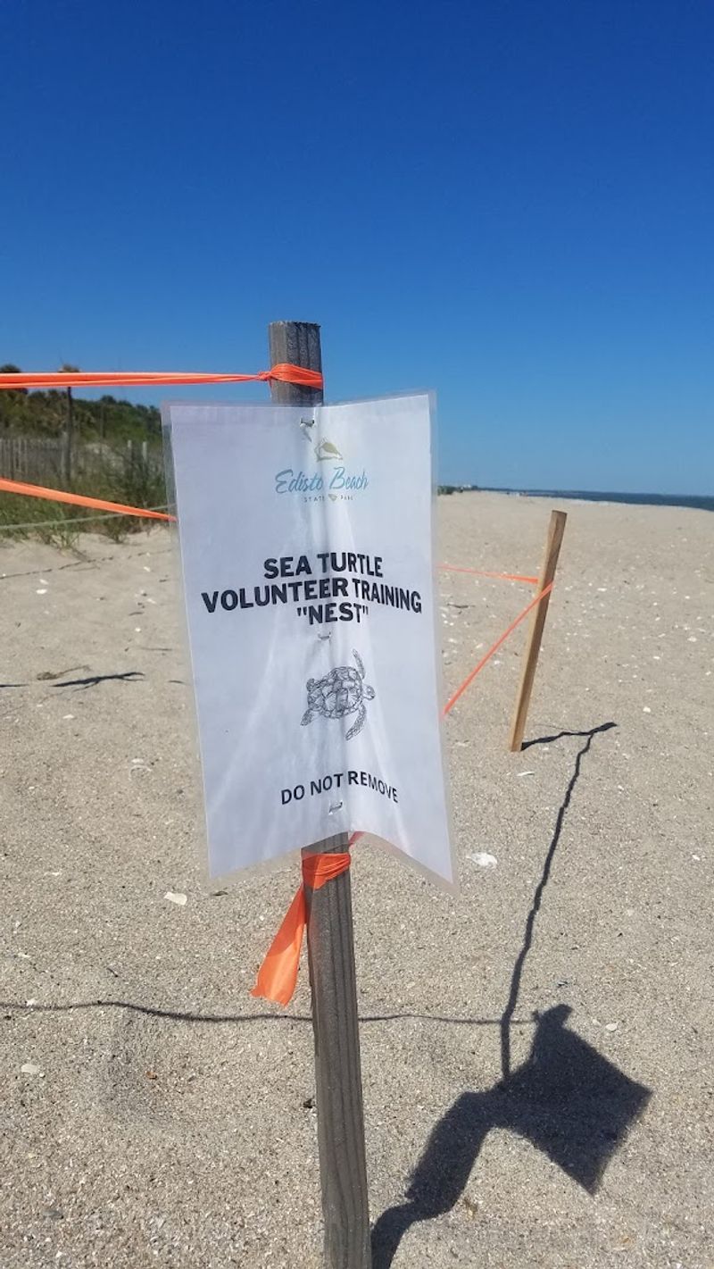 Sea Turtle Nesting Sites That Make the Park Extra Special