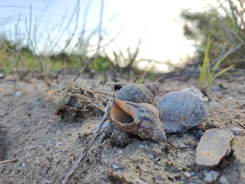 Seashell Hunting Like You've Never Experienced