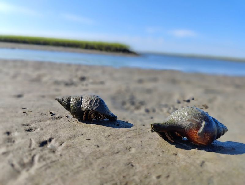 Seashell Hunting Paradise