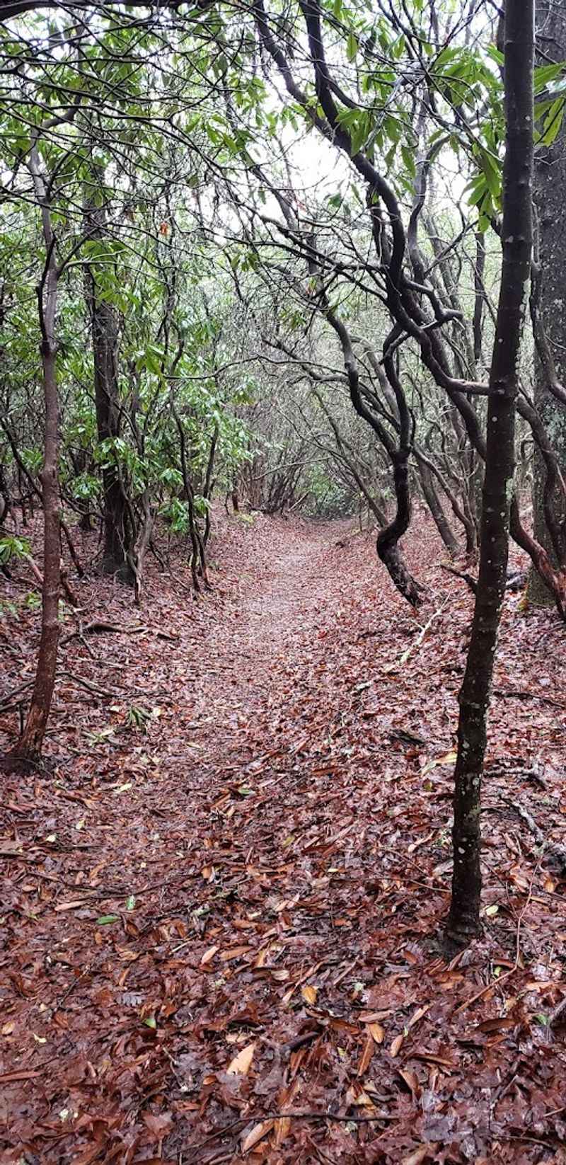 Section Hiking Makes This Trail Accessible to Everyone