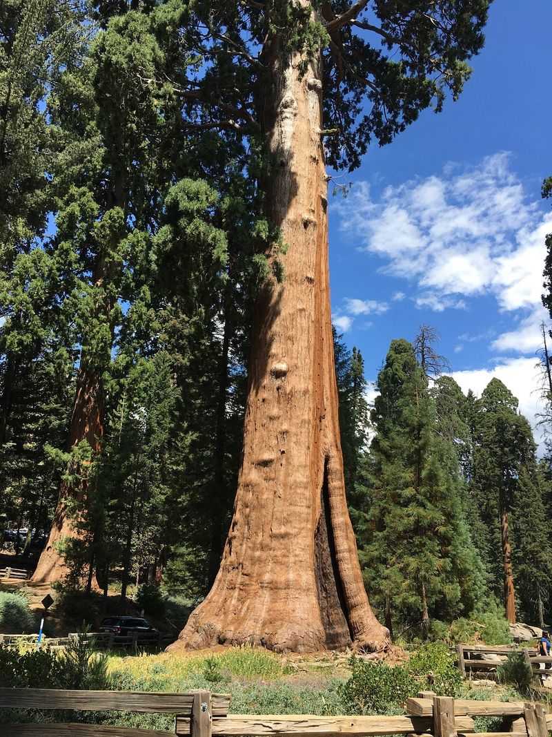Sequoia National Park - Three Rivers, California