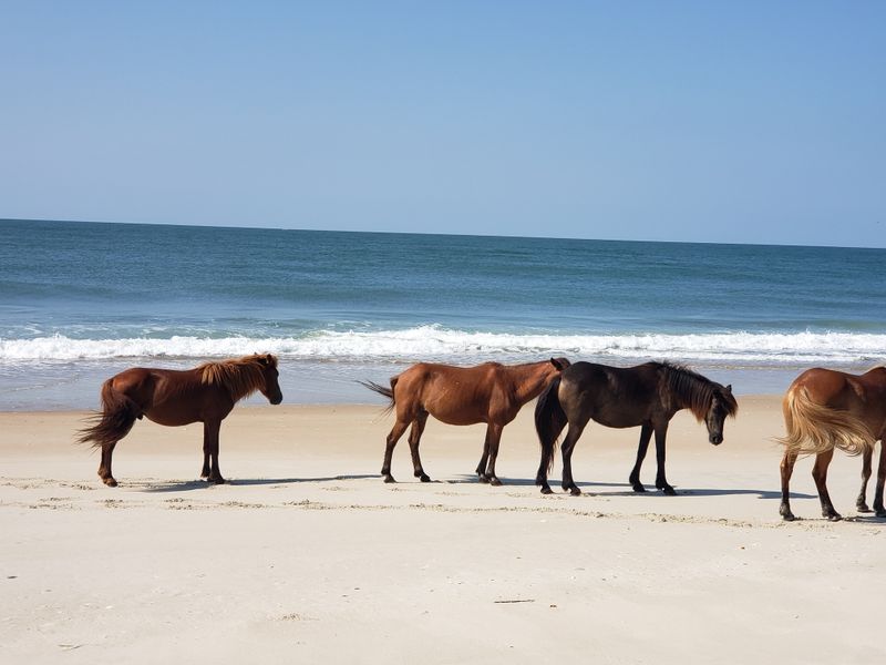 Shackleford Banks - Beaufort, North Carolina