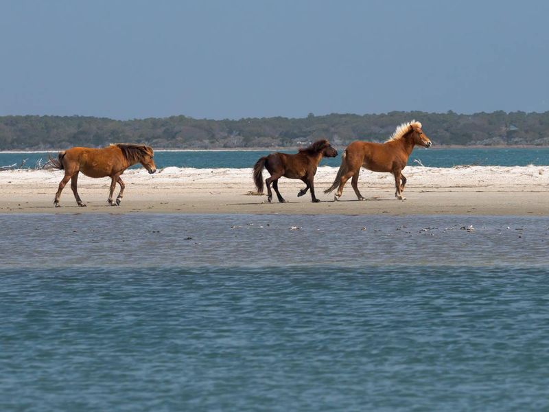 Shackleford Banks Wild Horse Sanctuary - Beaufort, North Carolina