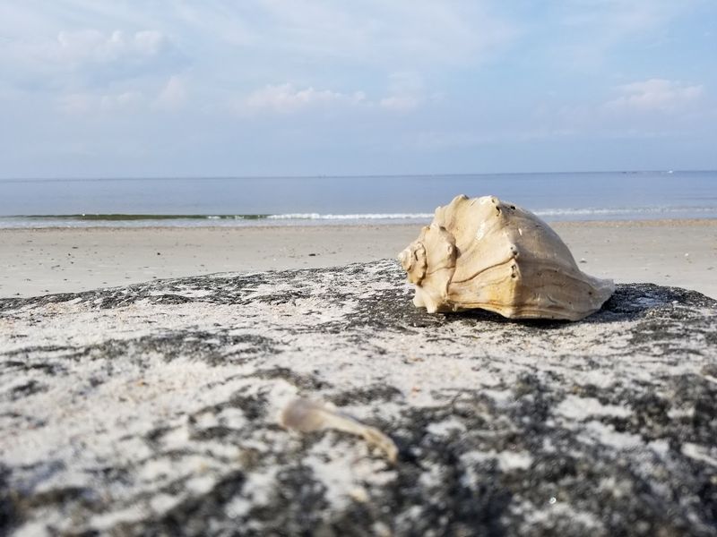 Shell Collecting and Shark Tooth Hunting: A Beachcomber's Dream
