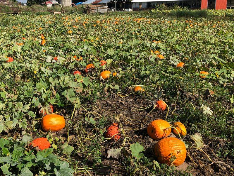 Social Media Magic: Why Hall Farms Goes Viral Every Summer Social Media Magic: Why Hall Farms Goes Viral Every Summer