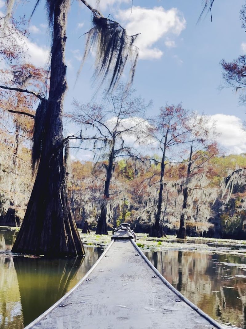 Spanish Moss That Turns Every Scene Into a Painting