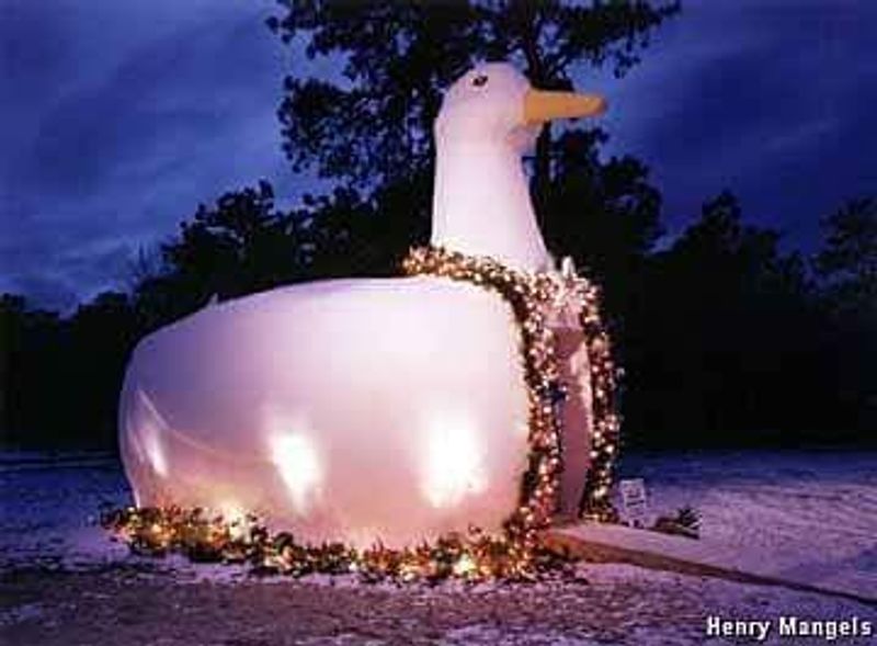 Special Events: The Duck Lighting Celebration