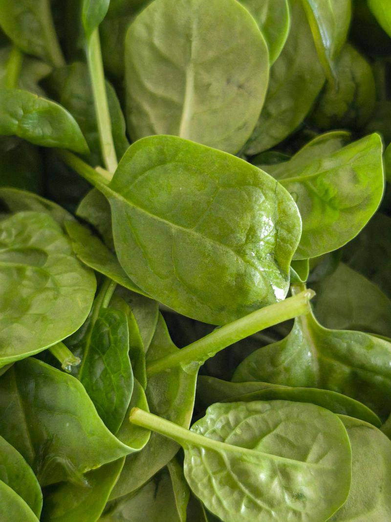 Spinach Leaves Spinach Leaves