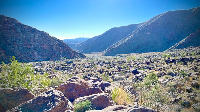 Spotting Desert Wildlife Including Bighorn Sheep