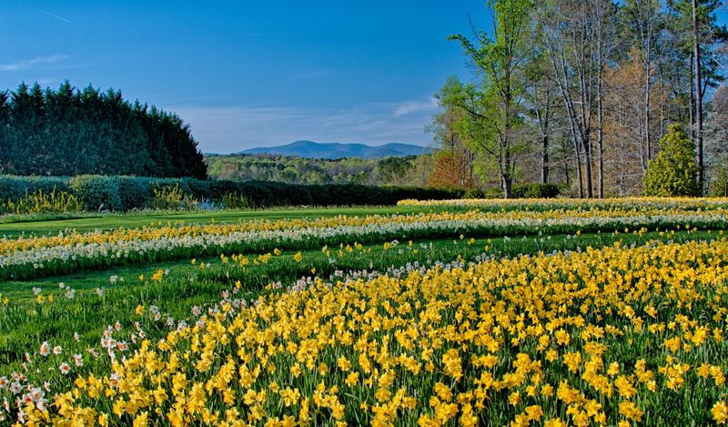 Spring Daffodil Fields That Stretch Forever