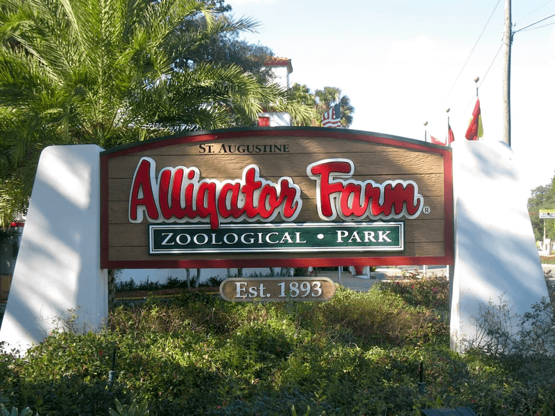 St. Augustine Alligator Farm Zoological Park: Wild Encounters Without the Wilderness