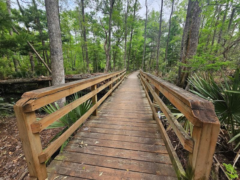 Starting Point: The Swamp Sanctuary Boardwalk