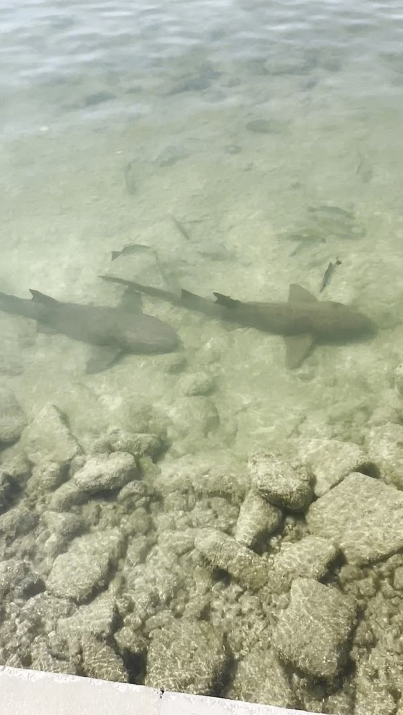 Stingray Spotting Along the Rocky Shoreline