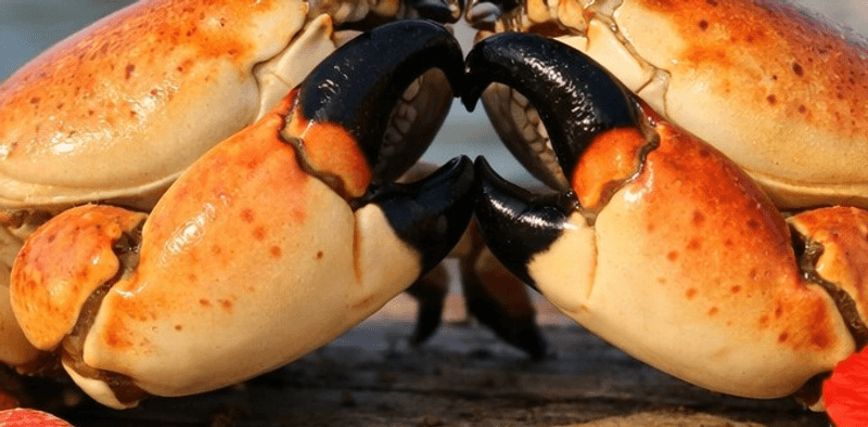 Stone Crab Claws That Will Blow Your Mind