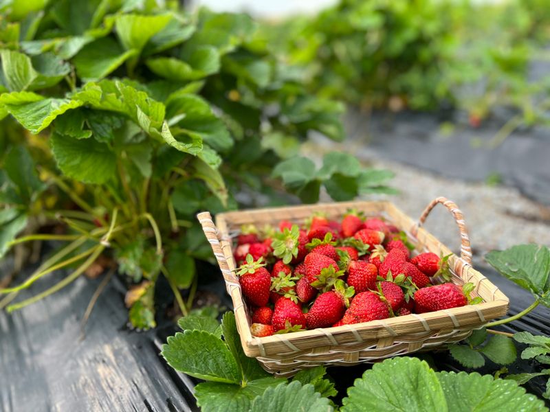 Strawberries