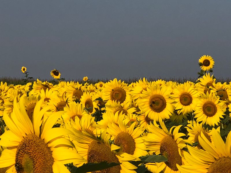 Sunflower Science: Fun Facts About the Flowers You Will See Sunflower Science: Fun Facts About the Flowers You Will See