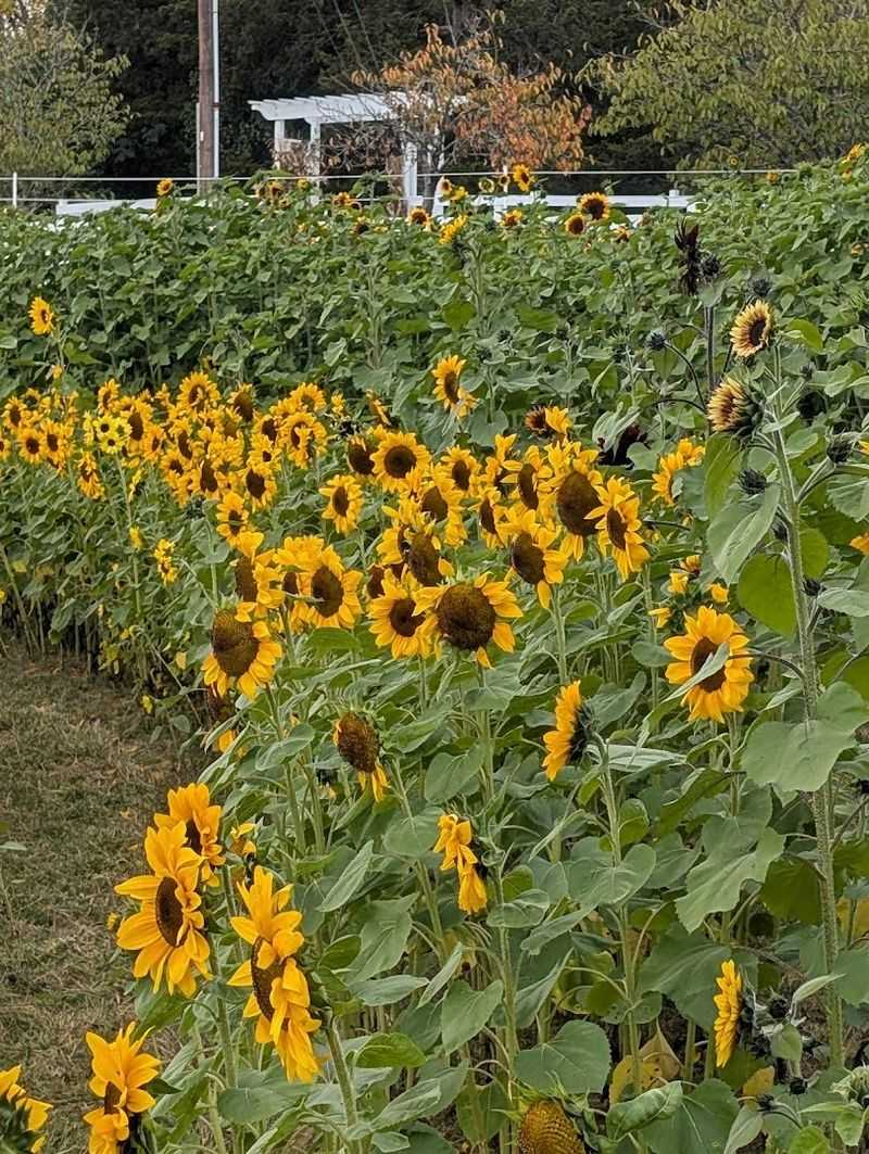 Sunflower Season Brings a Whole New Kind of Magic Sunflower Season Brings a Whole New Kind of Magic