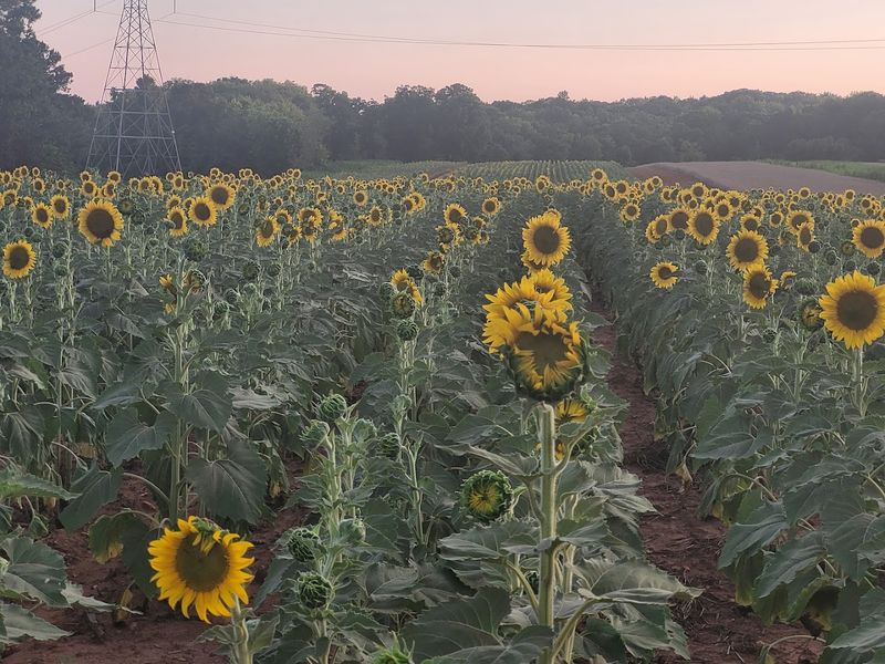 Sunflowers as Wildlife Food Plots — The Surprising Science