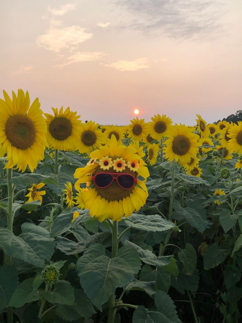 Sunrise vs. Sunset: The Best Lighting for Your Hall Farms Visit Sunrise vs. Sunset: The Best Lighting for Your Hall Farms Visit