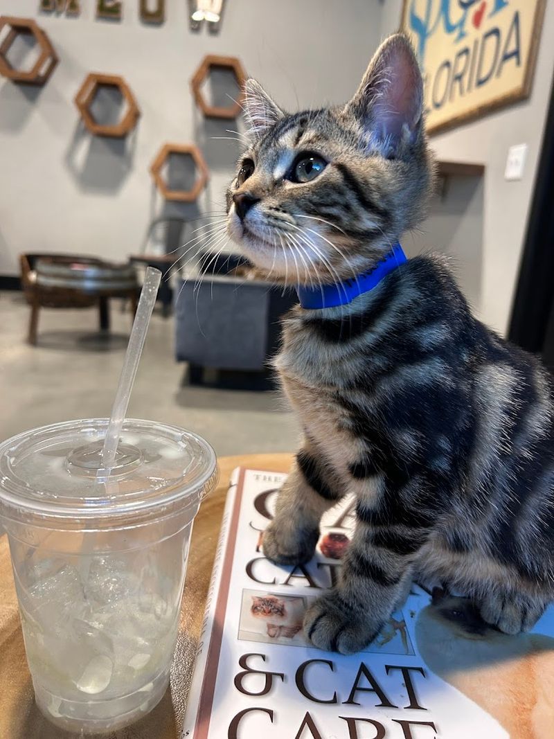 Supporting Cat Adoption and Animal Welfare