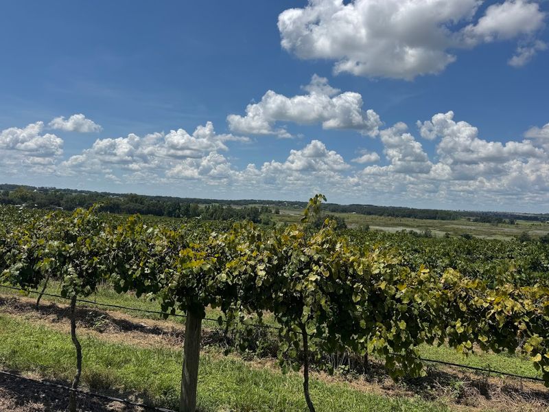 Sweeping Vineyard Views Worth the Drive