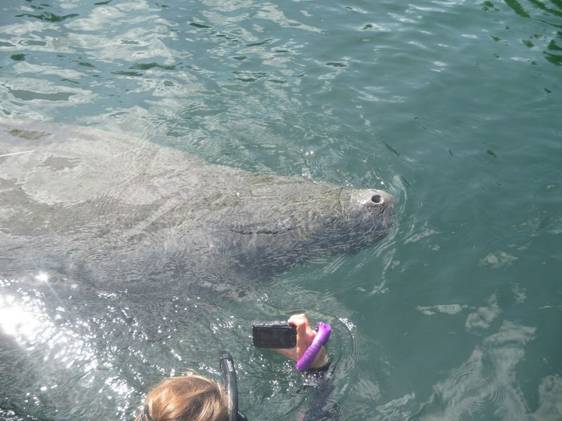 Swimming with Manatees at Crystal River