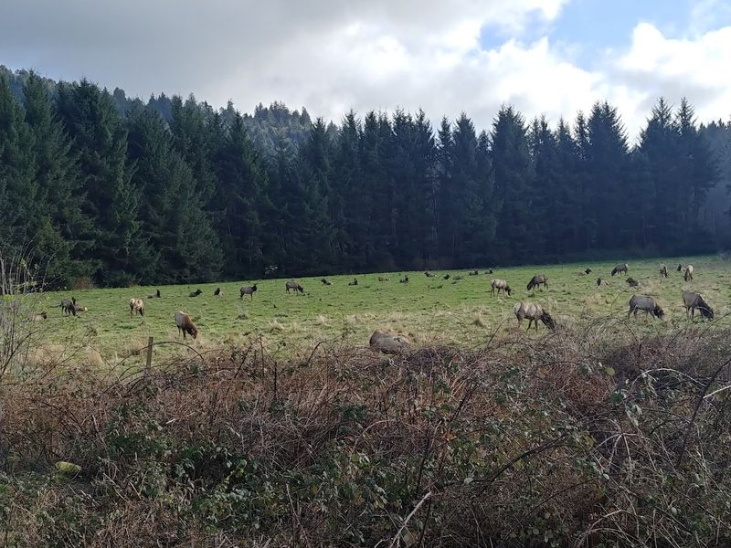 Tall Trees Grove — Where Records Are Broken