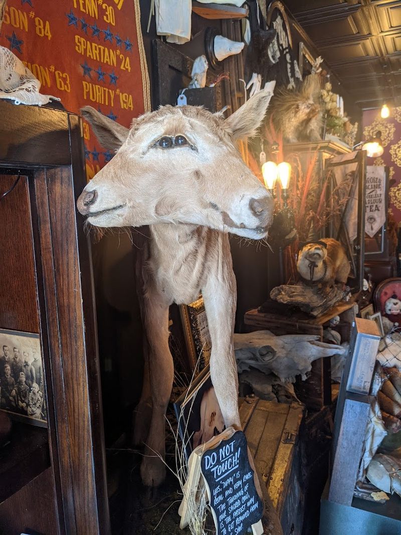 Taxidermy That Will Leave You Speechless