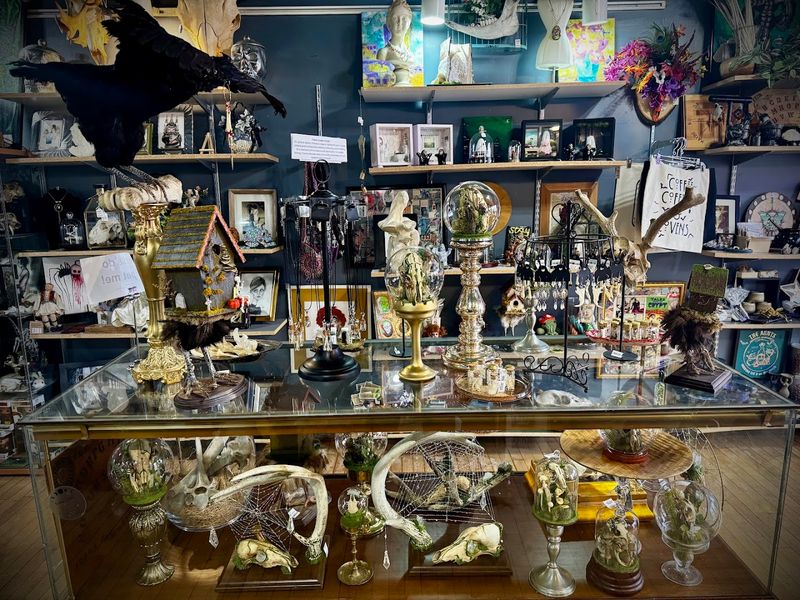 Taxidermy and Wet Specimens That Turn Heads