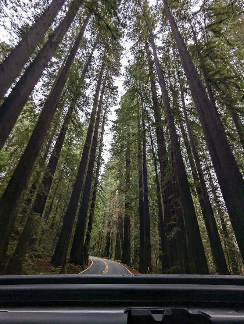 The Ancient Redwood Canopy Overhead The Ancient Redwood Canopy Overhead