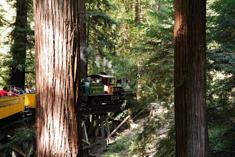 The Big Trees Route Through Ancient Giants
