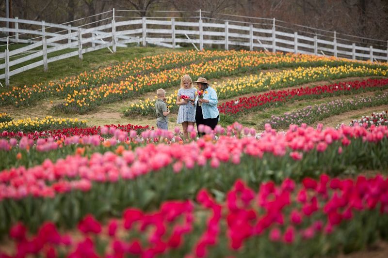 The Breathtaking Tulip Fields That Started It All The Breathtaking Tulip Fields That Started It All