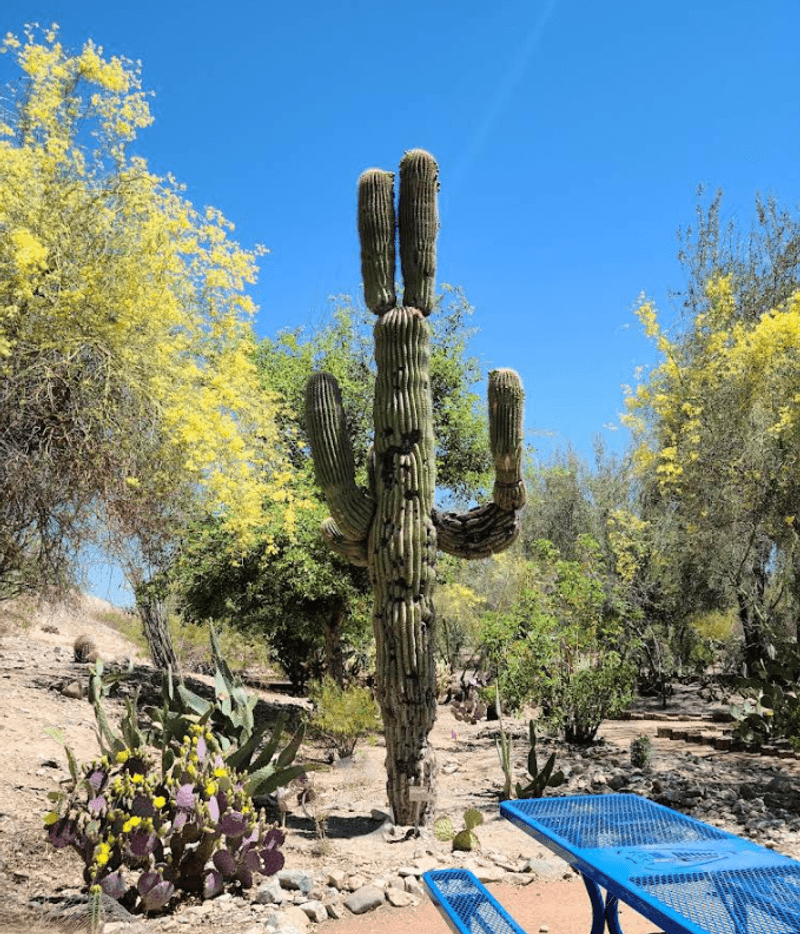 The Cactus Garden That Volunteers Built With Love