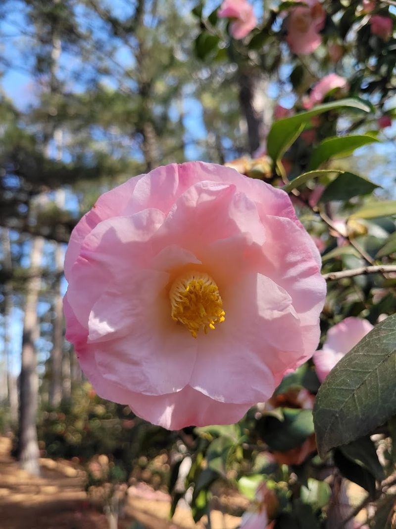 The Camellia Garden Bursting With Color and Charm