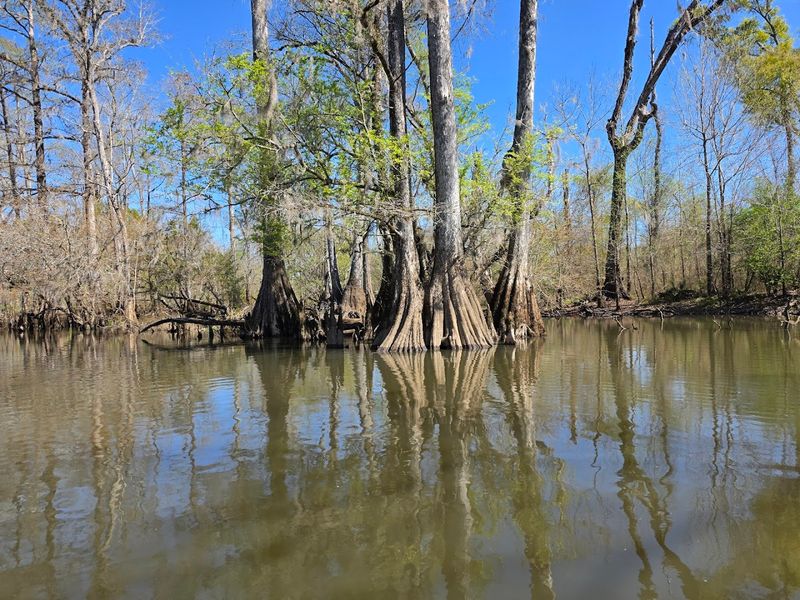 The Chipola River: Paddling Through Natural Florida Beauty