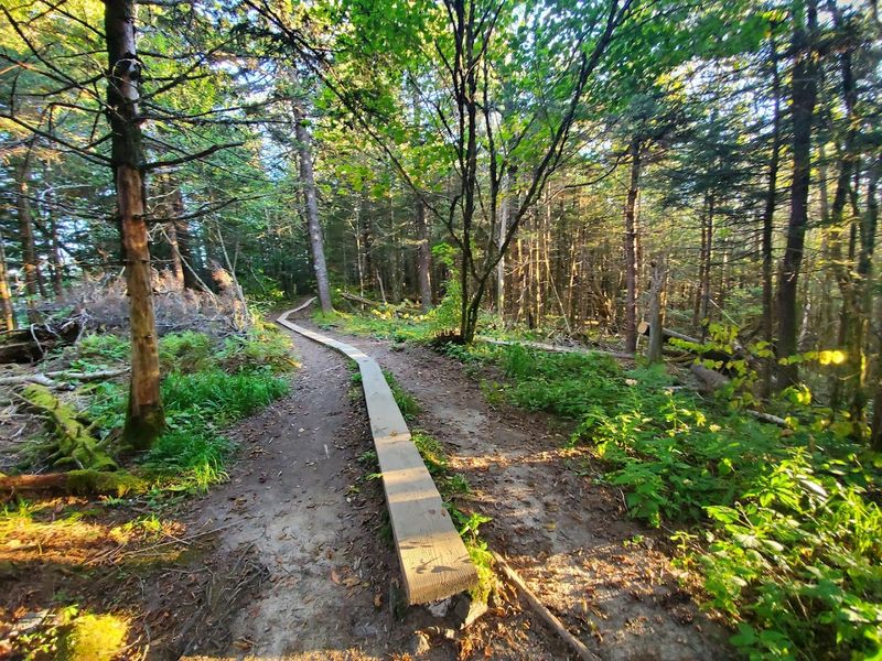 The Cosby Area: A Quieter Corner Most Visitors Skip