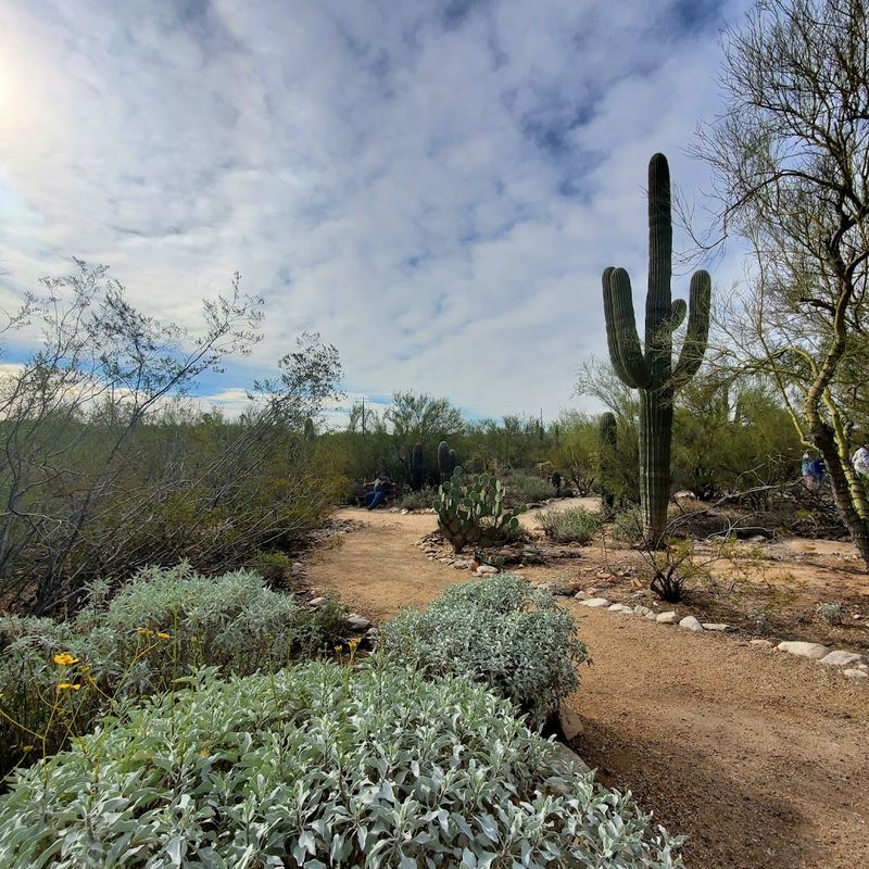 The Desert Landscape That Feels Like a Living Painting