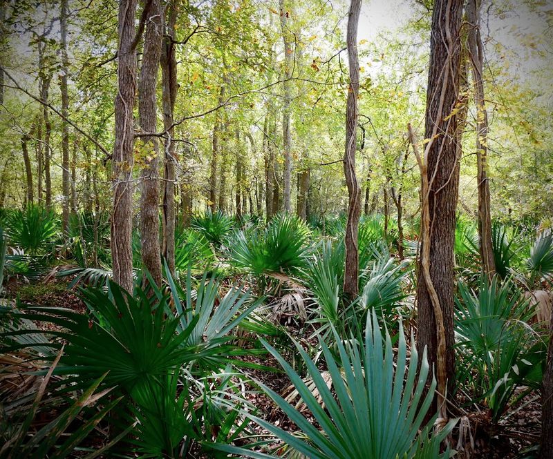 The Dwarf Palmetto Plants That Make This Park Feel Tropical