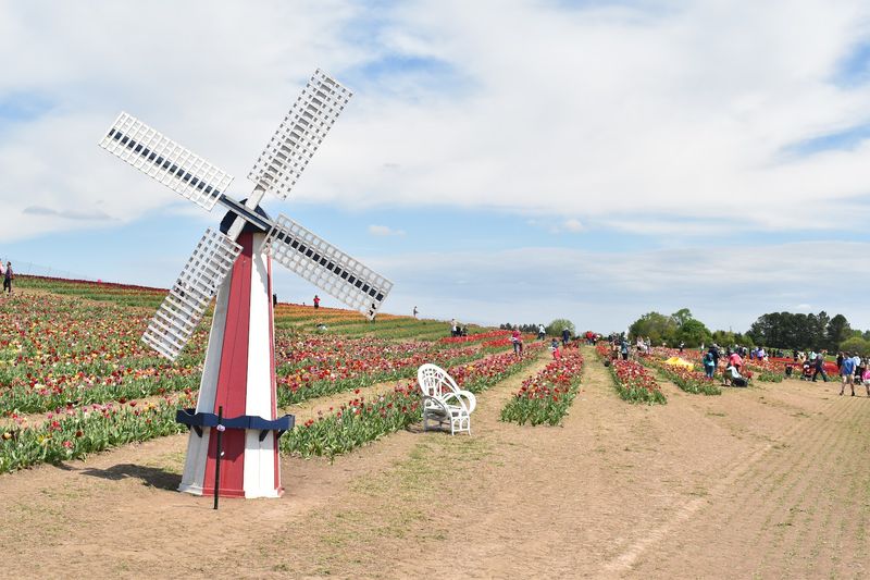The Enchanting Windmill That Steals Every Photograph
