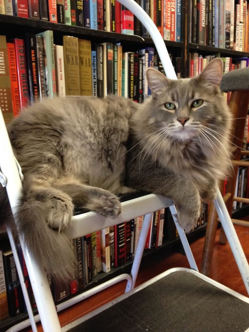 The Famous Bookstore Cat — A True Store Legend