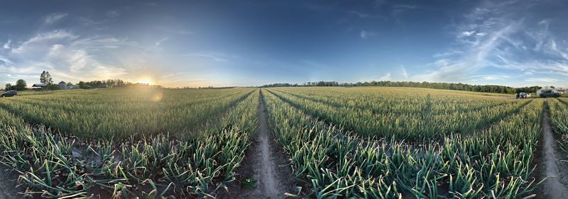 The Famous Vidalia Sweet Onion Legacy