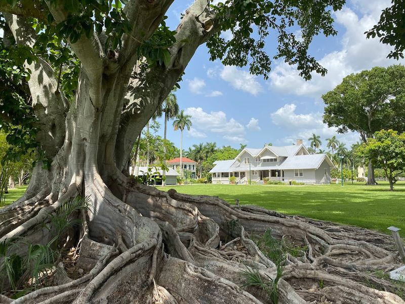 The Great Banyan Tree That Defies Belief