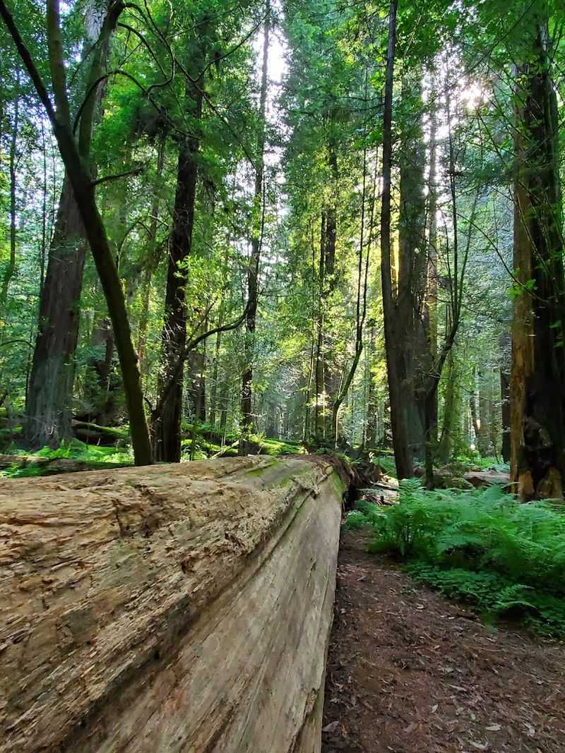 The Immortal Rockefeller Forest The Immortal Rockefeller Forest