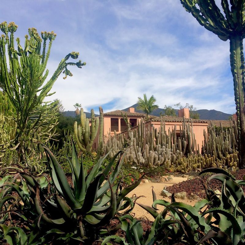 The Jaw-Dropping Cactus Garden